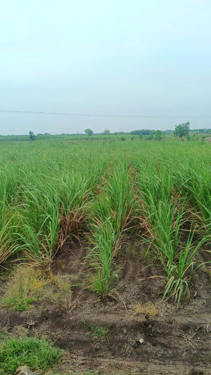 154-agriculture-plot-fcb1c289-b514-41ea-955a-1fda9f436bb5.png