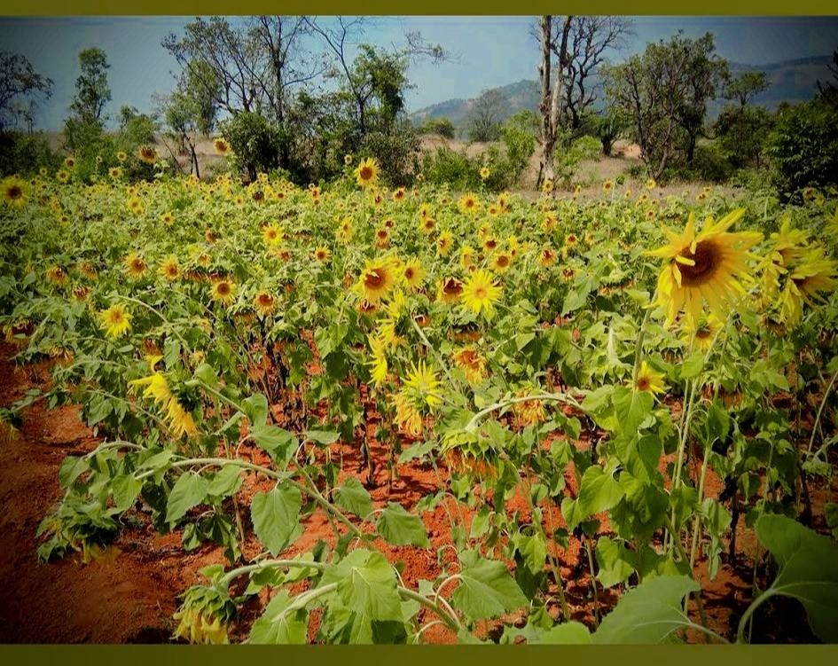 172-agriculture-plot-f9bd460b-a438-4231-899e-ea16d8967fb9.png
