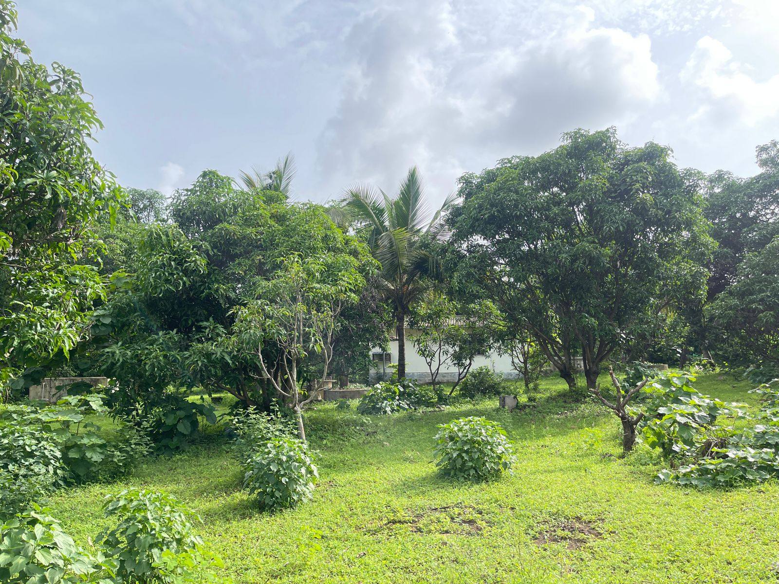 180-agriculture-plot-7c977535-829e-4dc2-b329-0dd1a0a2a264.jpg