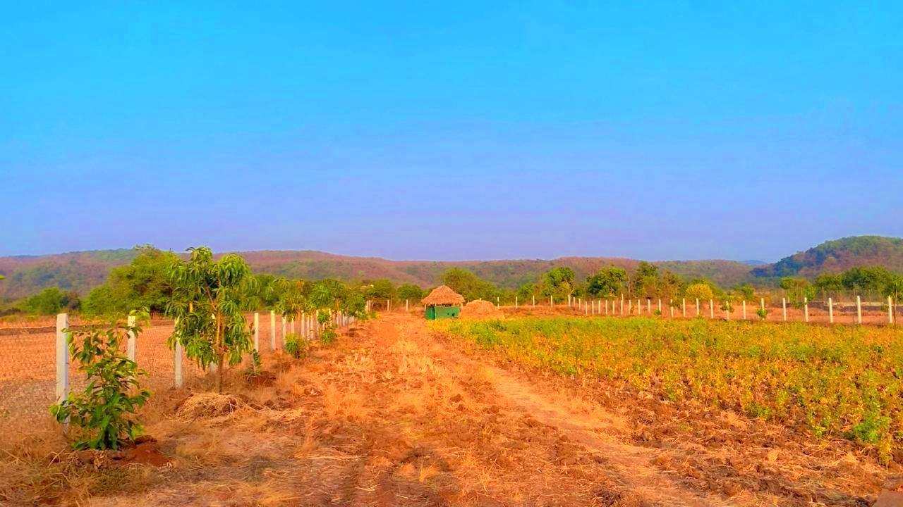 188-agriculture-plot-08ffcdfe-3c4e-492b-af51-aca8a9ba0a03.jpg