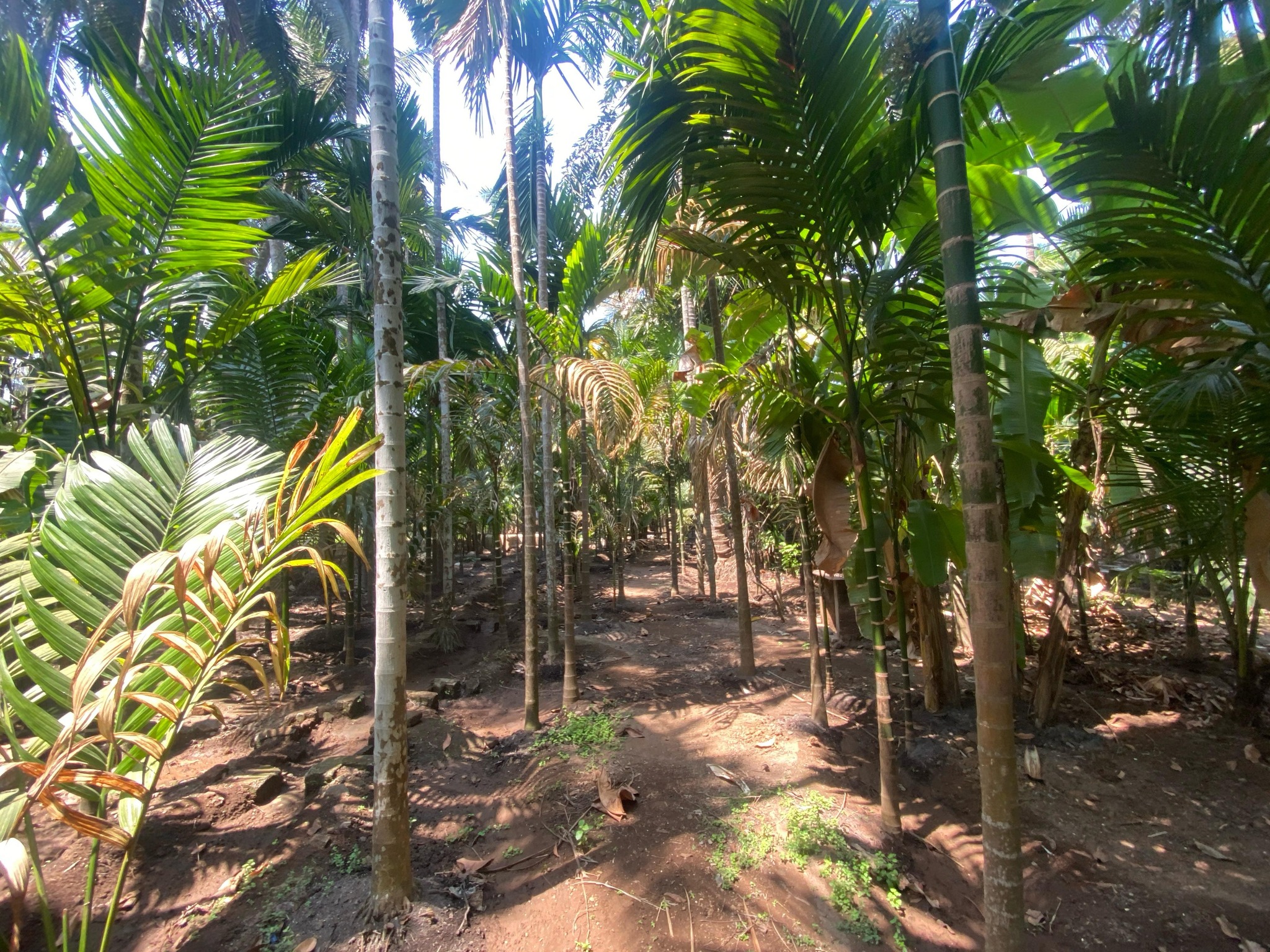 189-agriculture-plot-c4735021-287e-4935-99b7-0282e98ebe8e.jpg