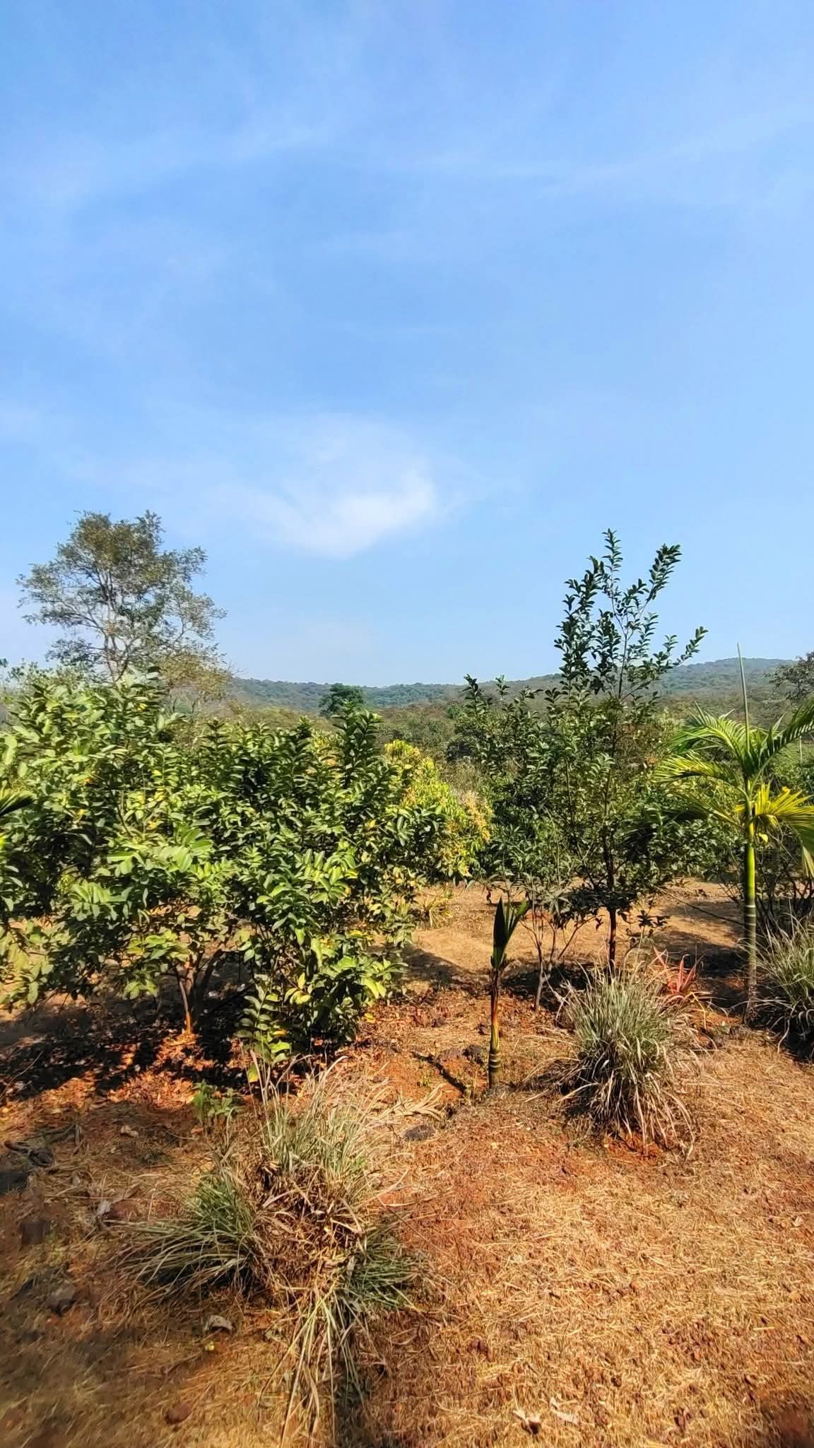 193-farmhouse-plot-996ad3bb-a582-4a29-8eb2-4573a2ddc128.jpg