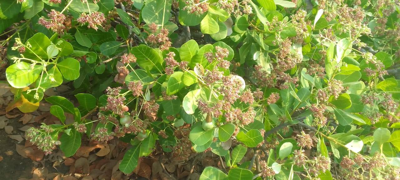 Dapoli-Dehan - 63 Gunthe Cashew & Mango Baug