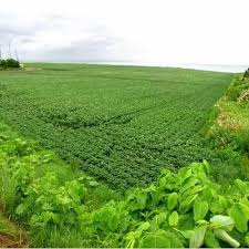 3 Acres Agriculture Plot in Pune