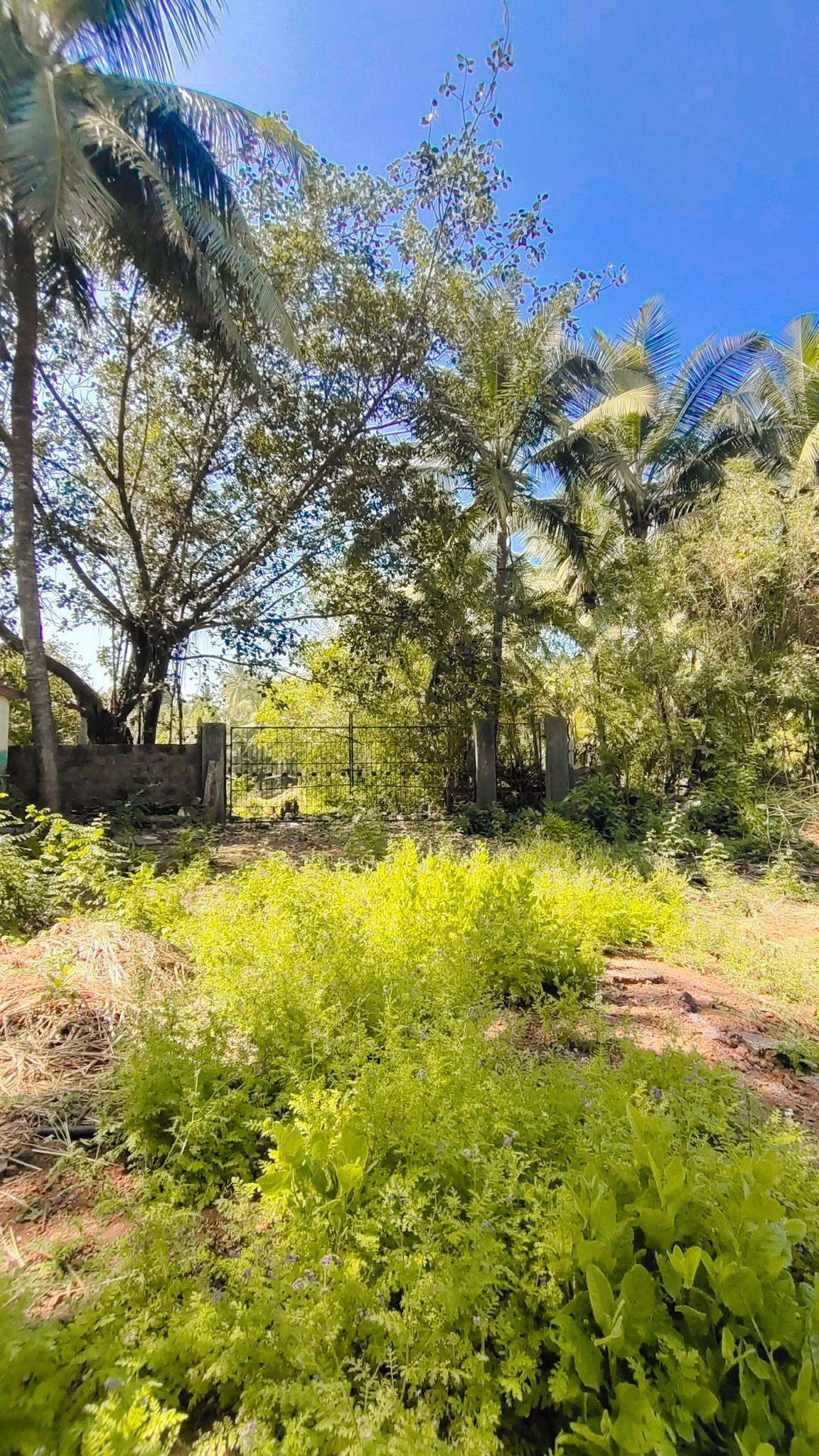 Dapoli-Murud - 20 Gunthe Wadi with House