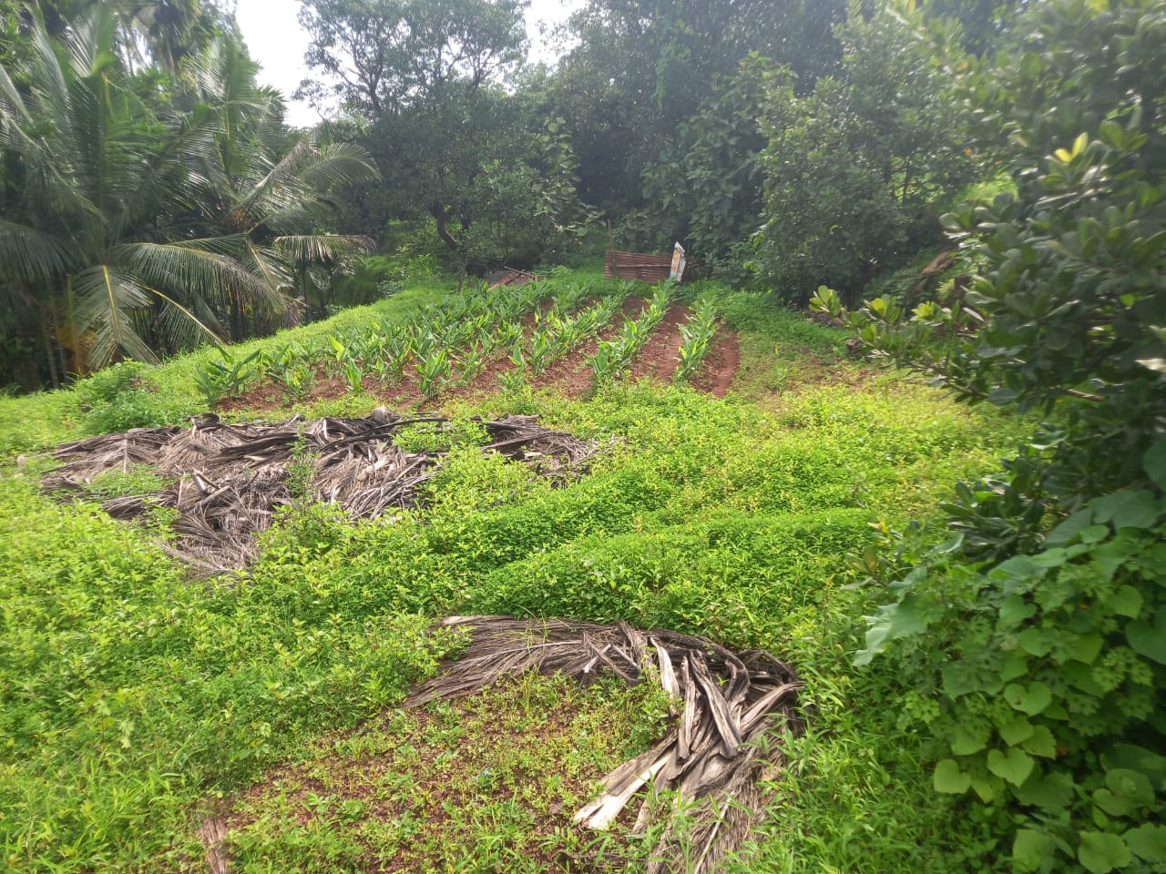 4 acres of landscaped garden, 8 guntas agriculture-plot in Guhagar