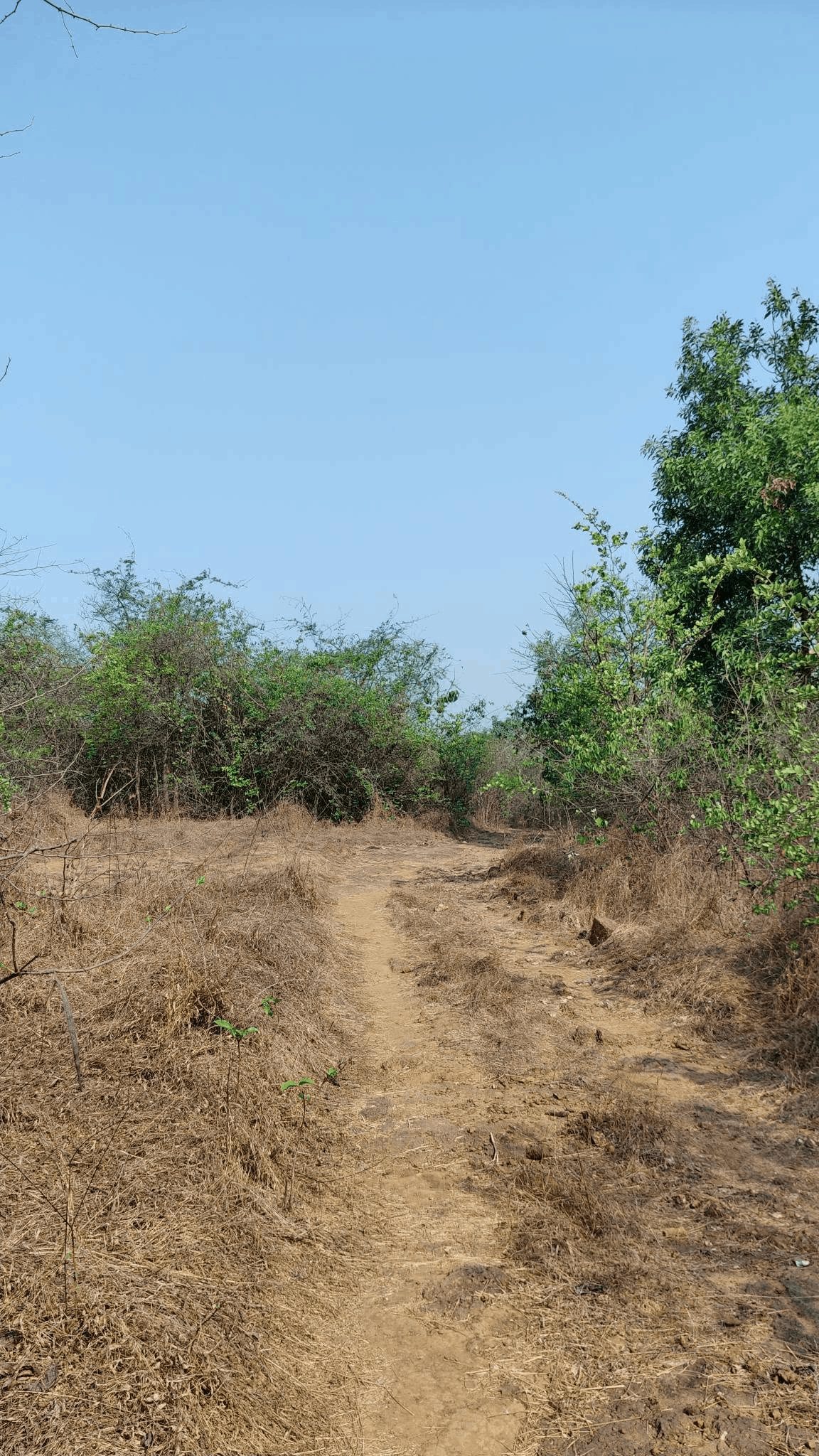 515-agriculture-plot-fc5b03ea-bc29-4f7f-9f2d-f6d7c88e92f8.png