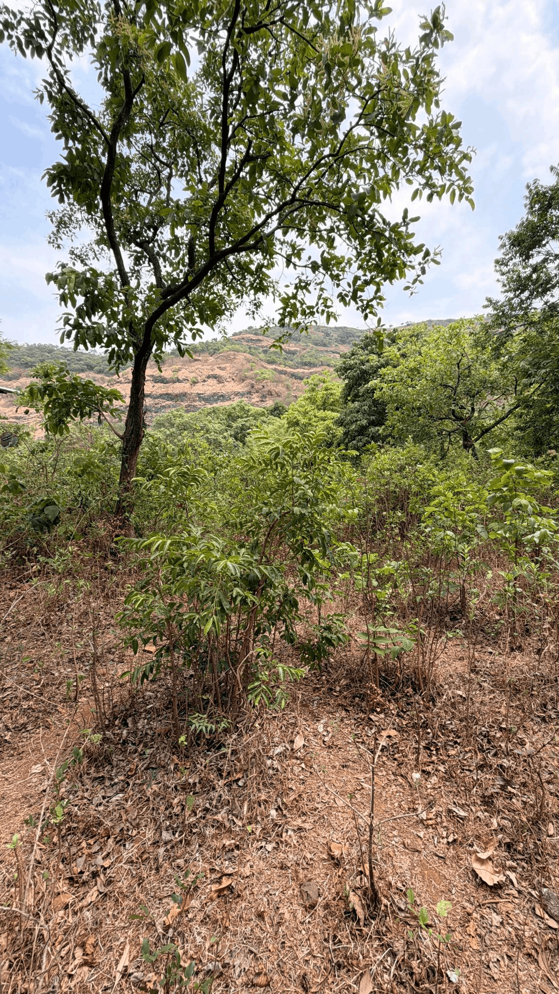 519-farmhouse-plot-367bd525-8e6b-4b9b-8d1f-2a32364b529f.png