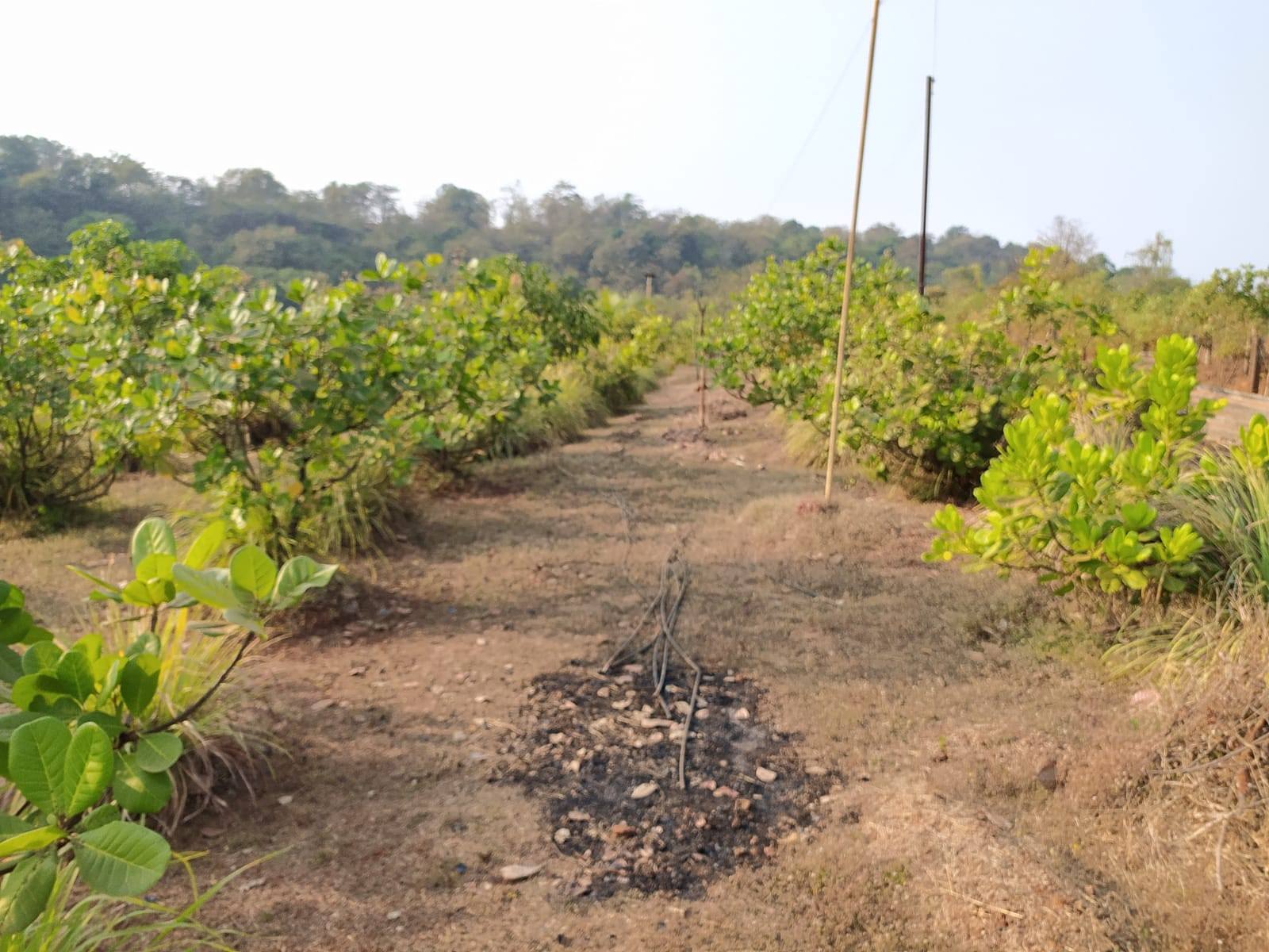 554-agriculture-plot-9cb7aa1f-cb96-4e3d-a1d1-0836d7270bb9.jpg
