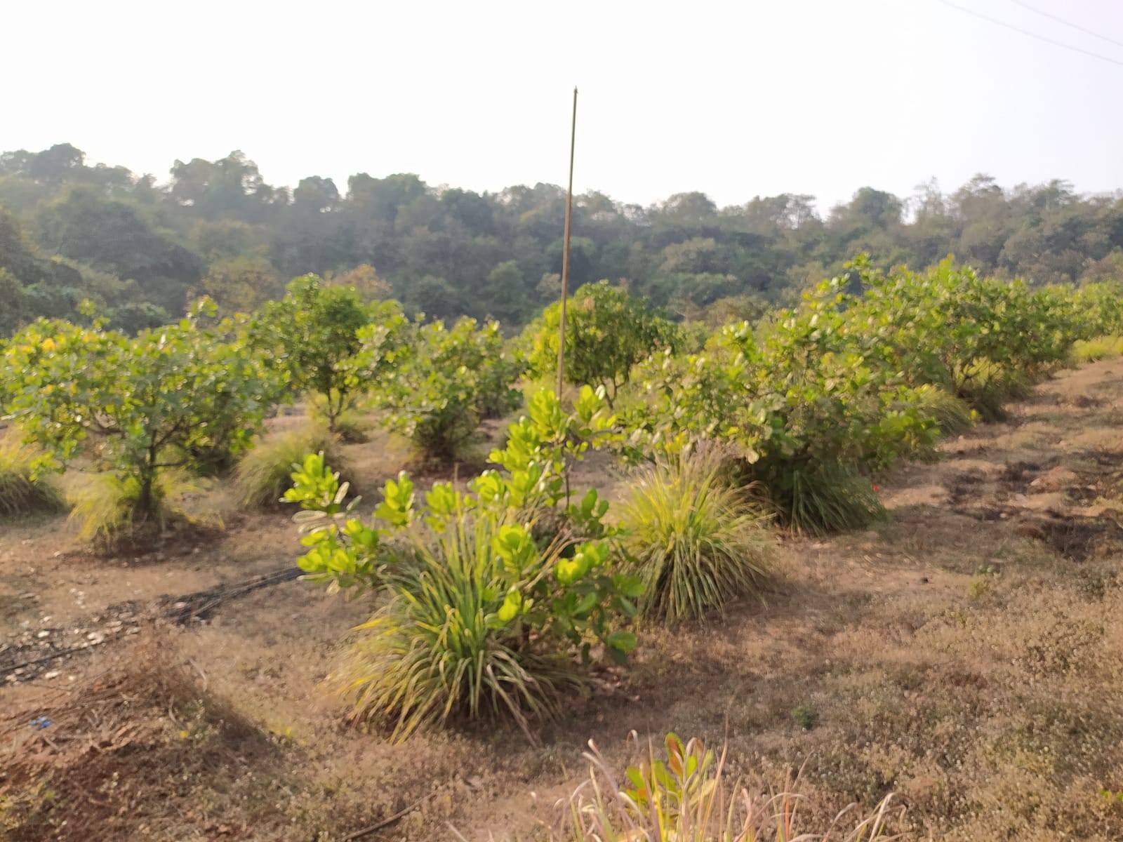 554-agriculture-plot-d906f698-cebc-4a46-88a6-0693d72007c2.jpg