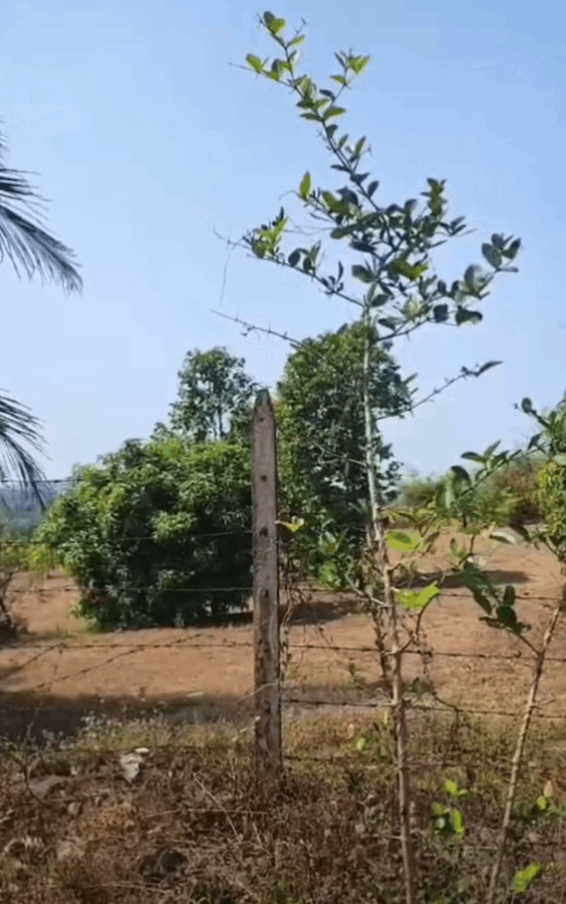 561-agriculture-plot-5e24c4f2-4f5a-43d7-b927-338d9e2c4cfb.png