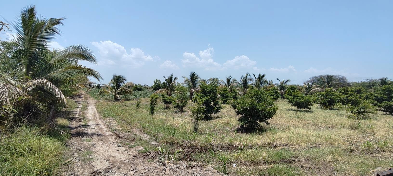 565-agriculture-plot-a476b30c-6f81-4367-aa0e-de7a8e7c27f6.jpg