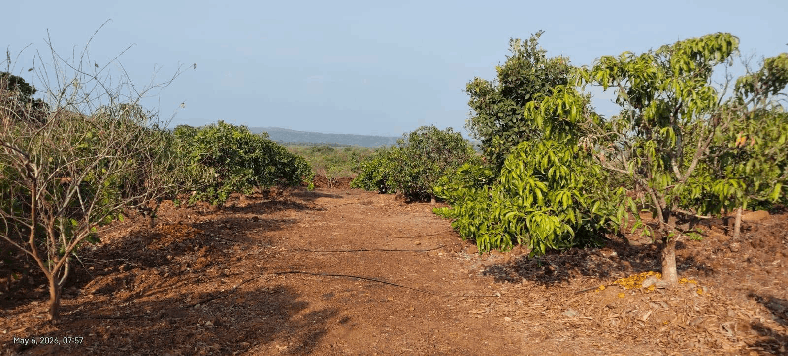 592-agriculture-plot-a91e5a11-7570-4cf0-8fc9-120c9f04090a.png