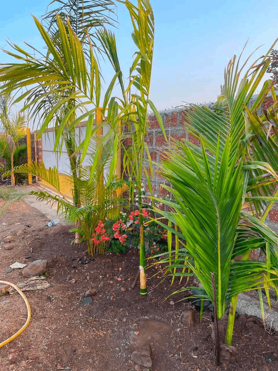 606-agriculture-plot-58da2f59-cf60-43ff-ab91-ce720e97e4cc.png