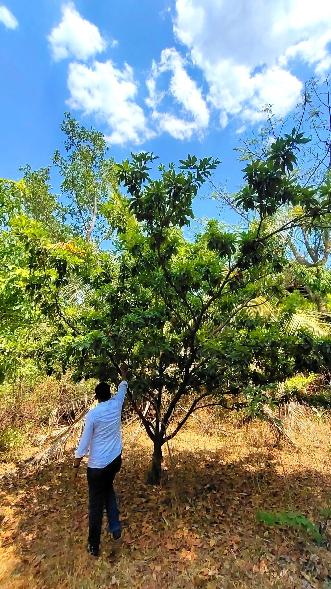 Girivan - 10 Gunthe Bogan Flowers Plot