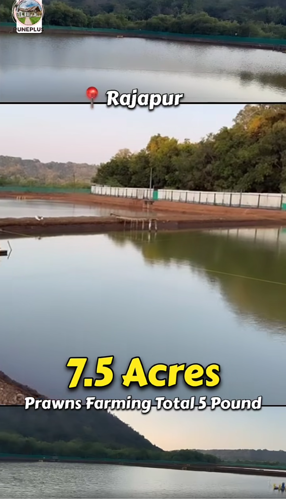 Rajapur - Prawns Project