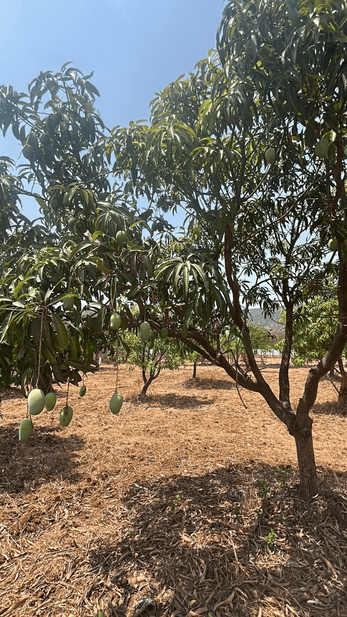 Mulshi-Nandgaon - Two Plots of 13 Gunthe Mango Farm