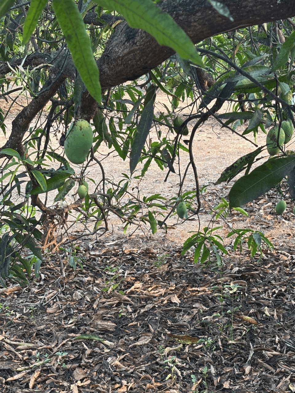 Konkan-Kudal-Zarap - 5 Acre Mango Farm for Sale