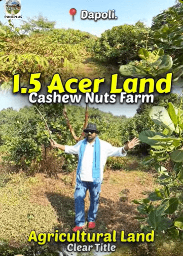 Dapoli-Kadiwali - 1.5 Acre Cashew & Mango Farm