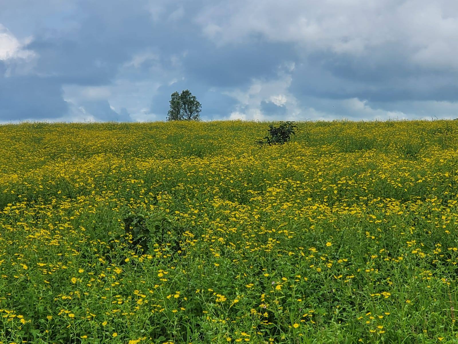 Ratnagiri-Sangameshwar - 25 Acre Beautiful Plot for Sale