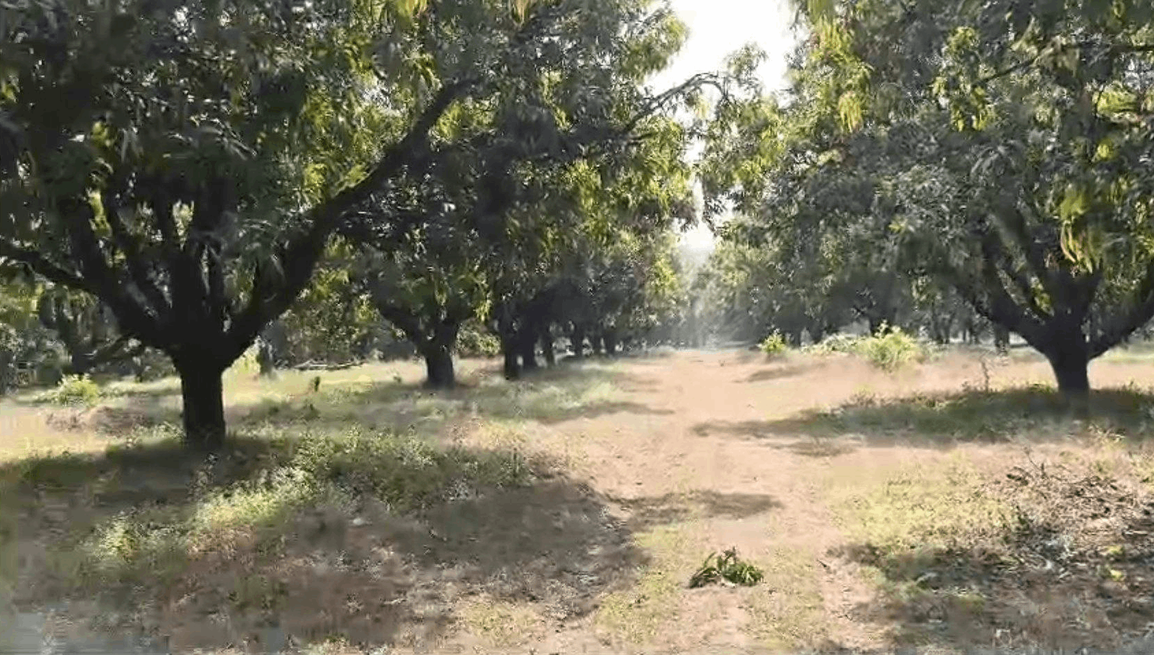 Ratnagiri-Rajapur-Kondaye - 16.5 Acre Mango Orchard for Sale