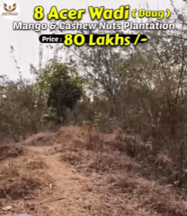 Dapoli-Bhomadi Village - 8 Acre Mango & Cashew Baug for Sale
