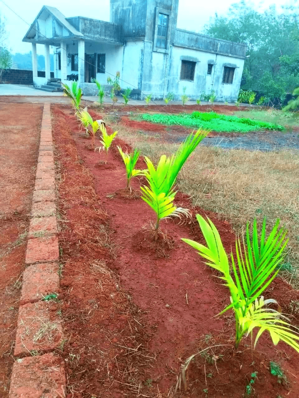 Konkan-Chiplun - 13.5 Gunthe NA Wadi with 2 BHK Bungalow